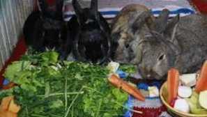 Kot hranjenje zajcev: pogoji hranjenja in hranjenja